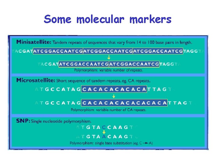 Some molecular markers 