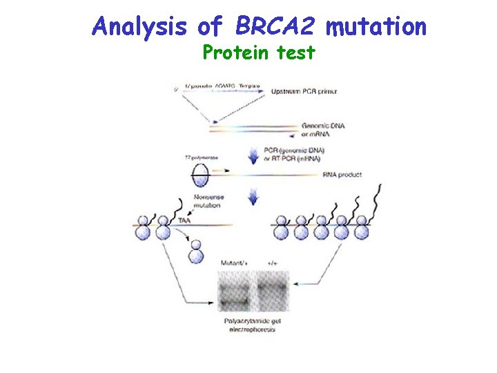 Analysis of BRCA 2 mutation Protein test 