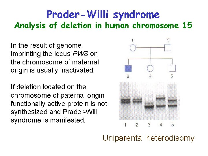 Prader-Willi syndrome Analysis of deletion in human chromosome 15 In the result of genome