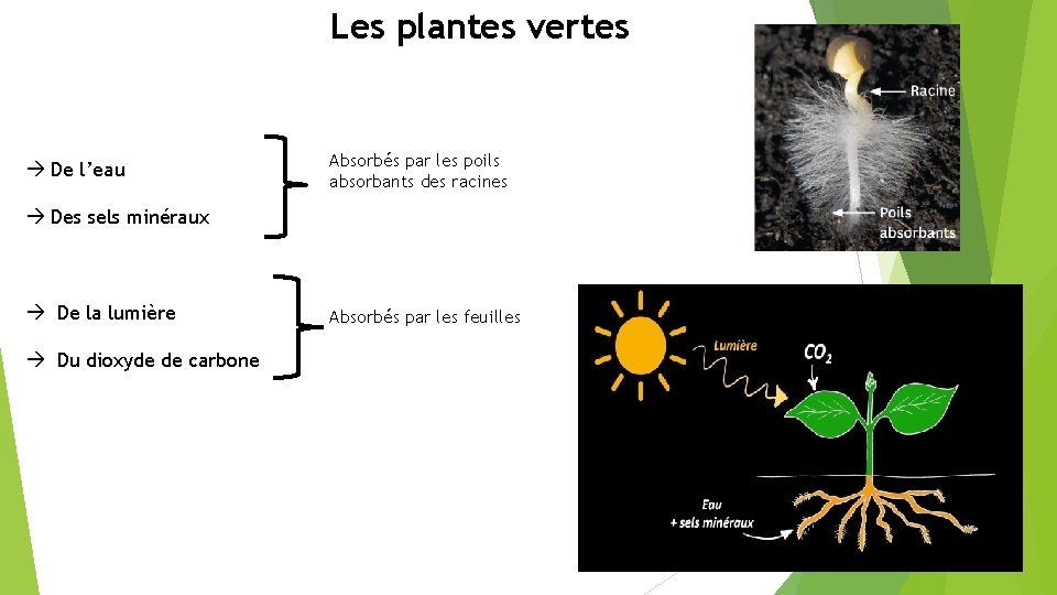 Les plantes vertes à De l’eau Absorbés par les poils absorbants des racines à