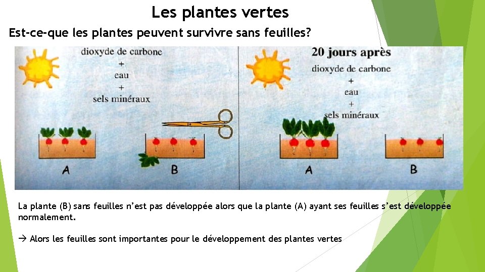 Les plantes vertes Est-ce-que les plantes peuvent survivre sans feuilles? La plante (B) sans