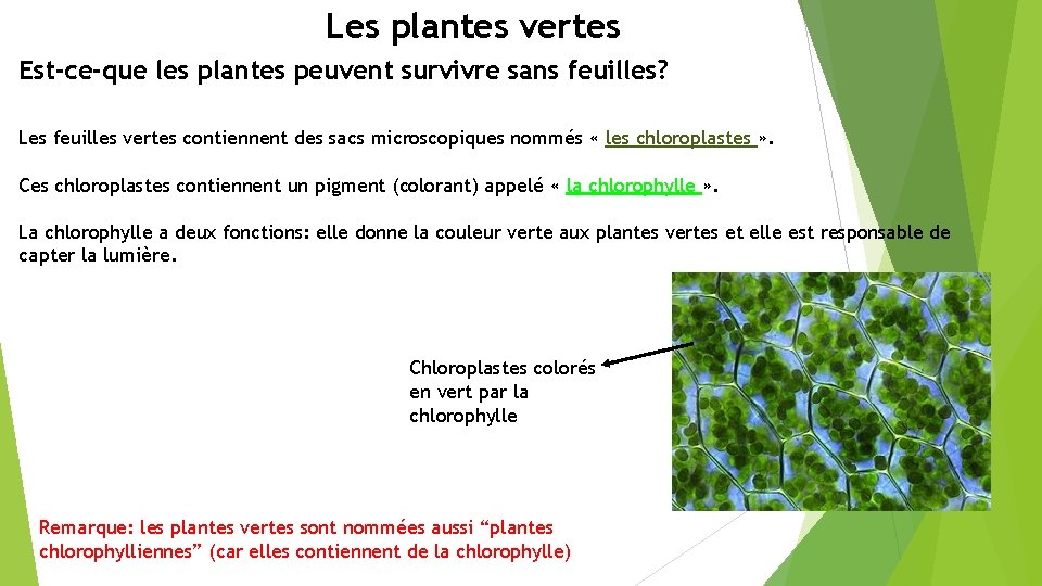 Les plantes vertes Est-ce-que les plantes peuvent survivre sans feuilles? Les feuilles vertes contiennent