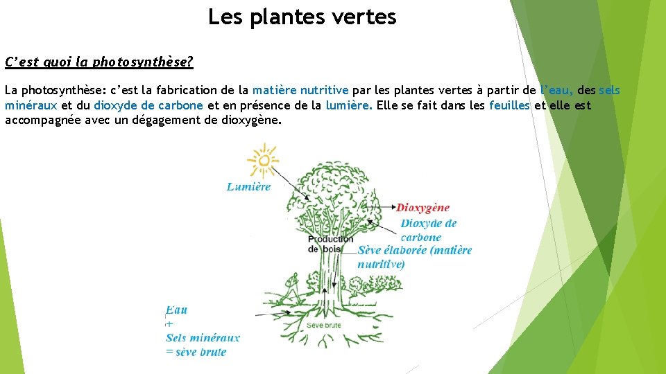 Les plantes vertes C’est quoi la photosynthèse? La photosynthèse: c’est la fabrication de la