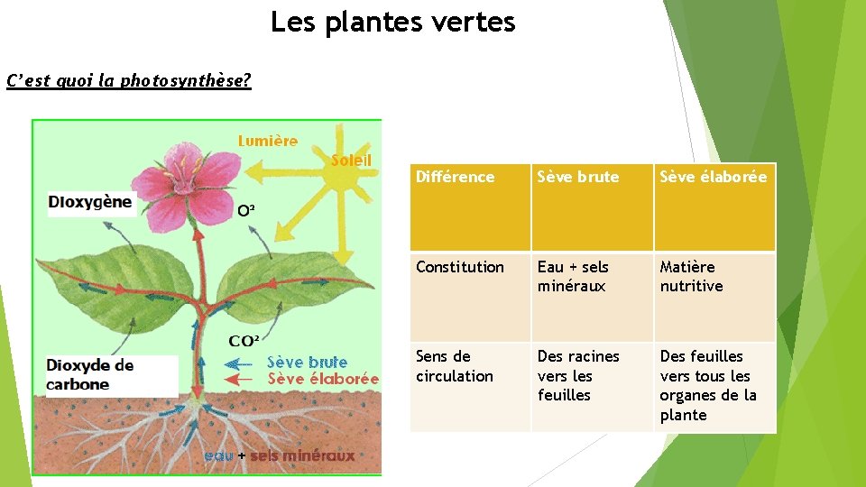 Les plantes vertes C’est quoi la photosynthèse? Différence Sève brute Sève élaborée Constitution Eau