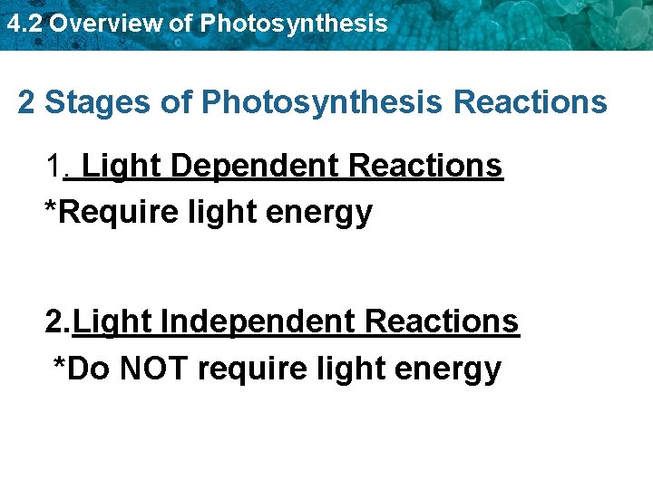 4. 2 Overview of Photosynthesis 2 Stages of Photosynthesis Reactions 1. Light Dependent Reactions