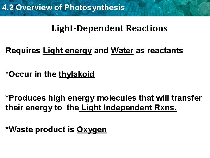 4. 2 Overview of Photosynthesis Light-Dependent Reactions . Requires Light energy and Water as