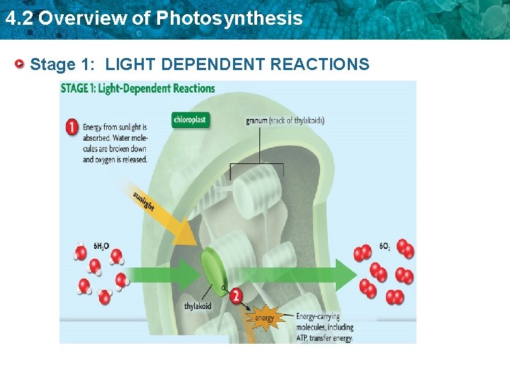 4. 2 Overview of Photosynthesis Stage 1: LIGHT DEPENDENT REACTIONS 