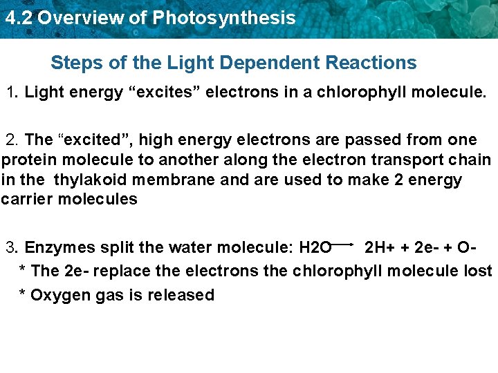 4. 2 Overview of Photosynthesis Steps of the Light Dependent Reactions 1. Light energy