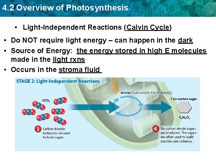 4. 2 Overview of Photosynthesis • Light-Independent Reactions (Calvin Cycle) • Do NOT require