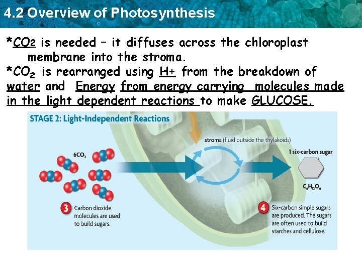 4. 2 Overview of Photosynthesis *CO 2 is needed – it diffuses across the