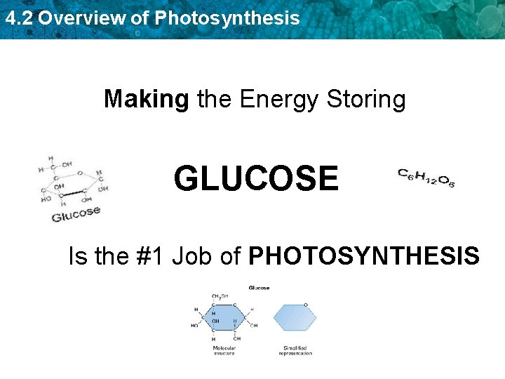 4. 2 Overview of Photosynthesis Making the Energy Storing GLUCOSE Is the #1 Job
