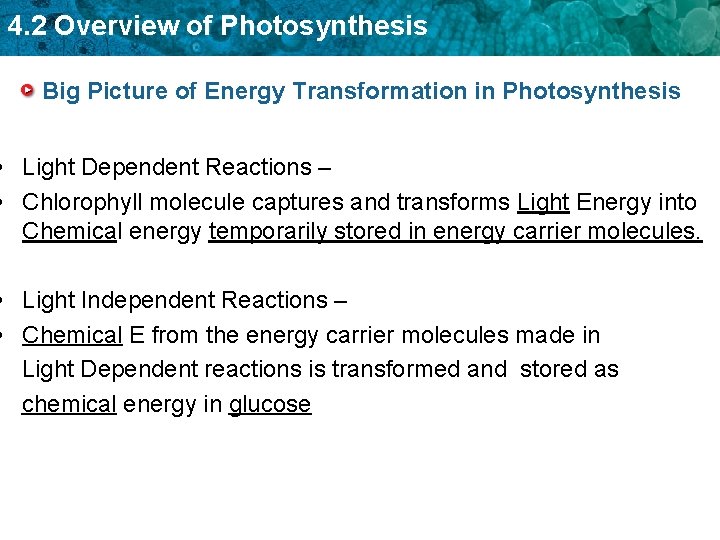 4. 2 Overview of Photosynthesis Big Picture of Energy Transformation in Photosynthesis • Light