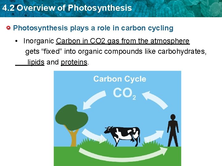 4. 2 Overview of Photosynthesis plays a role in carbon cycling • Inorganic Carbon