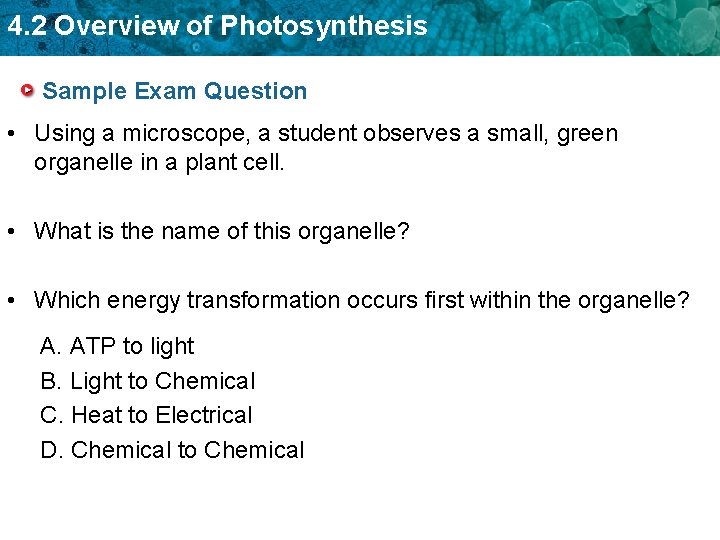 4. 2 Overview of Photosynthesis Sample Exam Question • Using a microscope, a student