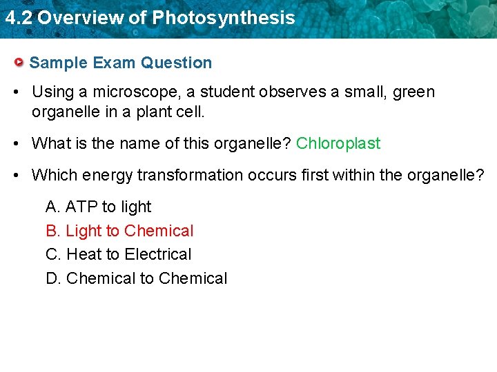4. 2 Overview of Photosynthesis Sample Exam Question • Using a microscope, a student