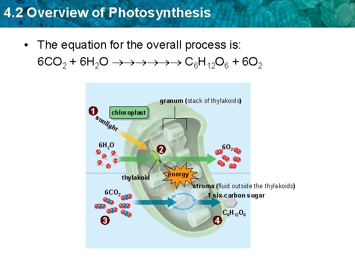 4. 2 Overview of Photosynthesis • The equation for the overall process is: 6