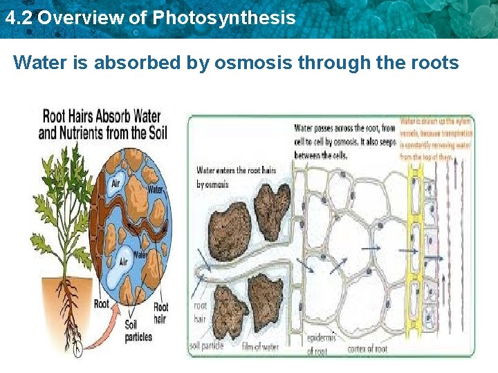 4. 2 Overview of Photosynthesis Water is absorbed by osmosis through the roots 