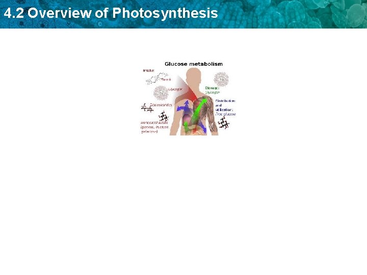 4. 2 Overview of Photosynthesis 