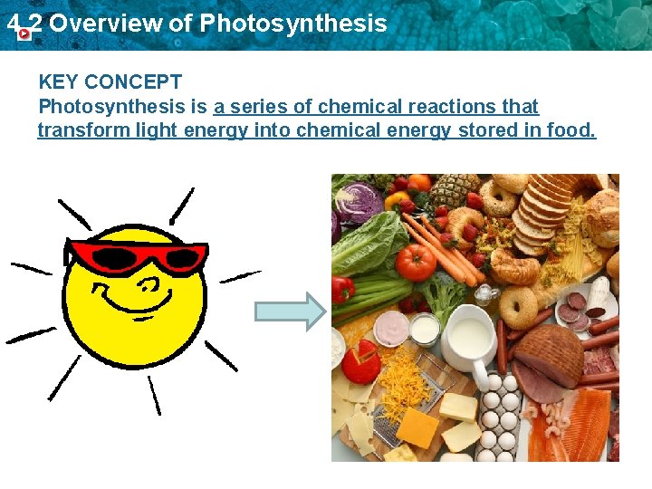 4. 2 Overview of Photosynthesis KEY CONCEPT Photosynthesis is a series of chemical reactions