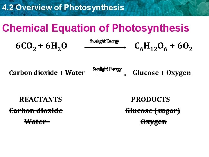 4. 2 Overview of Photosynthesis Chemical Equation of Photosynthesis 6 CO 2 + 6