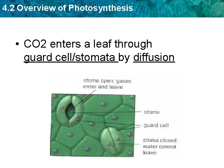 4. 2 Overview of Photosynthesis • CO 2 enters a leaf through guard cell/stomata