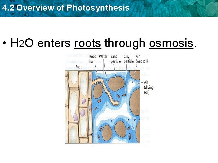 4. 2 Overview of Photosynthesis • H 2 O enters roots through osmosis. 
