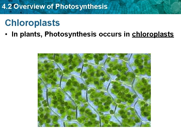 4. 2 Overview of Photosynthesis Chloroplasts • In plants, Photosynthesis occurs in chloroplasts 