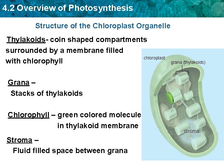 4. 2 Overview of Photosynthesis Structure of the Chloroplast Organelle Thylakoids- coin shaped compartments