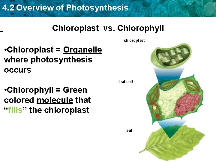 . 4. 2 Overview of Photosynthesis Chloroplast vs. Chlorophyll chloroplast • Chloroplast = Organelle