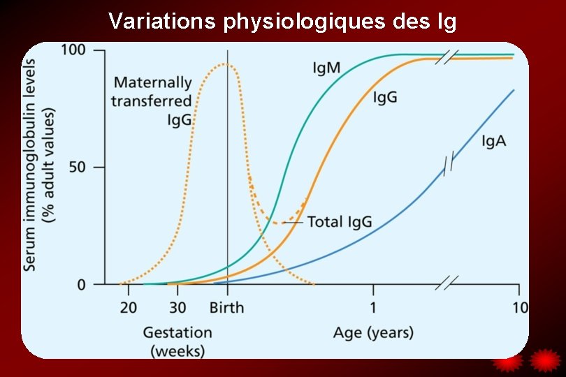 Variations physiologiques des Ig 