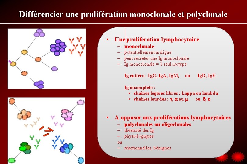 Différencier une prolifération monoclonale et polyclonale • Une prolifération lymphocytaire – monoclonale – potentiellement