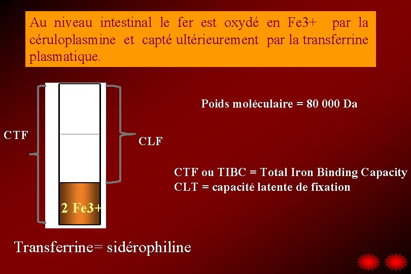Au niveau intestinal le fer est oxydé en Fe 3+ par la céruloplasmine et