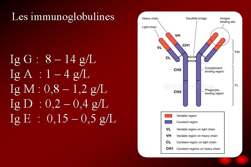 Les immunoglobulines Ig G : 8 – 14 g/L Ig A : 1 –