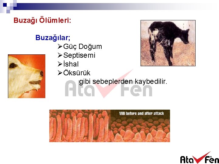 Buzağı Ölümleri: Buzağılar; ØGüç Doğum ØSeptisemi Øİshal ØÖksürük gibi sebeplerden kaybedilir. 