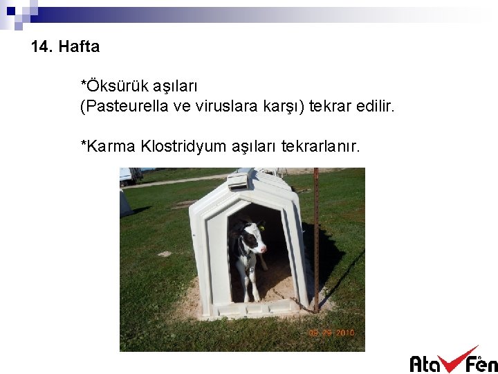 14. Hafta *Öksürük aşıları (Pasteurella ve viruslara karşı) tekrar edilir. *Karma Klostridyum aşıları tekrarlanır.