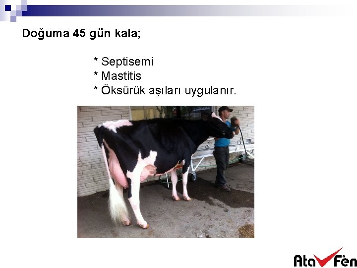 Doğuma 45 gün kala; * Septisemi * Mastitis * Öksürük aşıları uygulanır. 