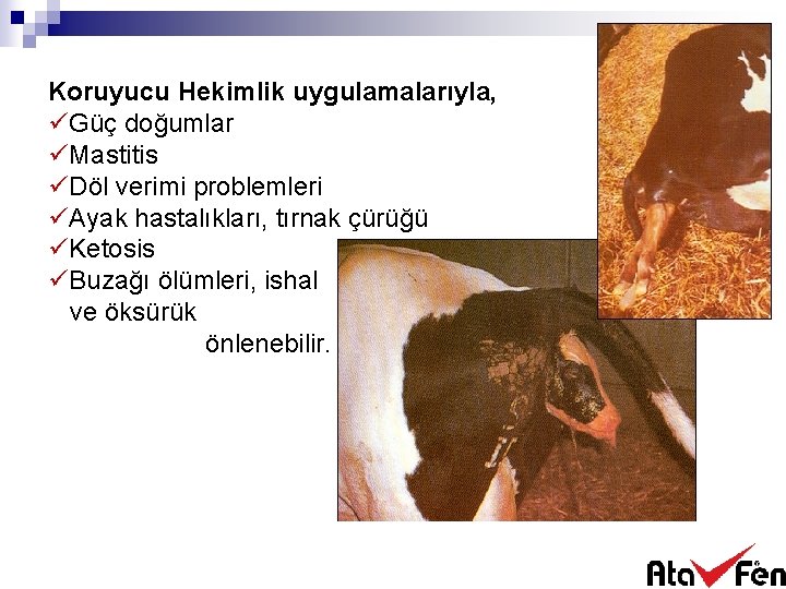 Koruyucu Hekimlik uygulamalarıyla, üGüç doğumlar üMastitis üDöl verimi problemleri üAyak hastalıkları, tırnak çürüğü üKetosis