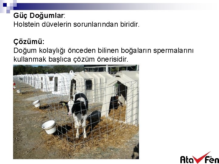 Güç Doğumlar: Holstein düvelerin sorunlarından biridir. Çözümü: Doğum kolaylığı önceden bilinen boğaların spermalarını kullanmak