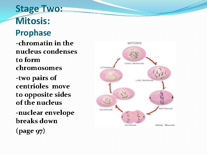 How Are New Cells Made Mitosis and Meiosis