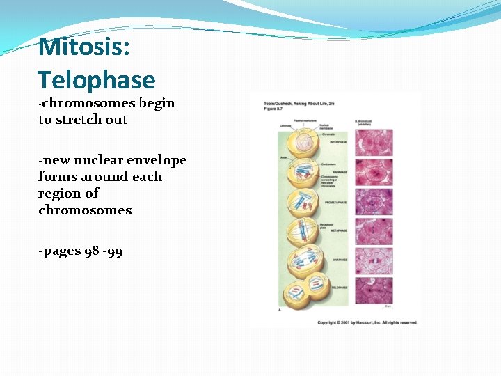 How Are New Cells Made Mitosis and Meiosis