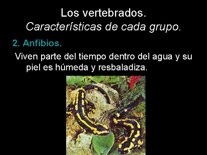 Los vertebrados. Características de cada grupo. 2. Anfibios. Viven parte del tiempo dentro del