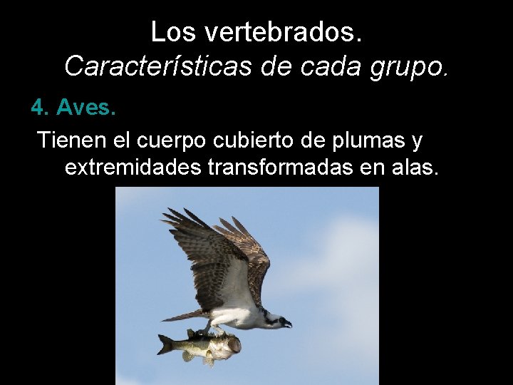 Los vertebrados. Características de cada grupo. 4. Aves. Tienen el cuerpo cubierto de plumas