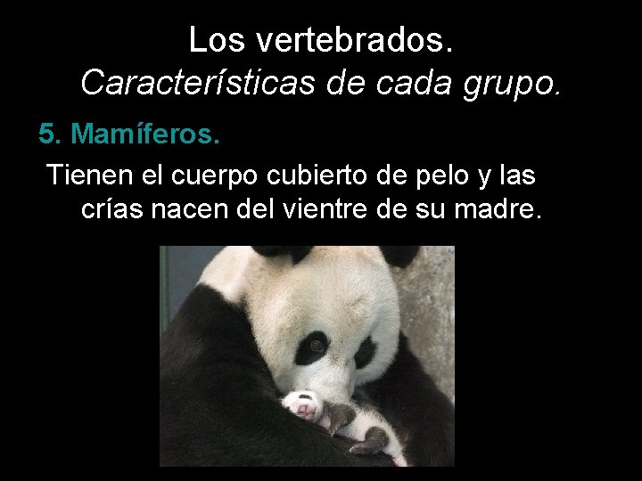 Los vertebrados. Características de cada grupo. 5. Mamíferos. Tienen el cuerpo cubierto de pelo