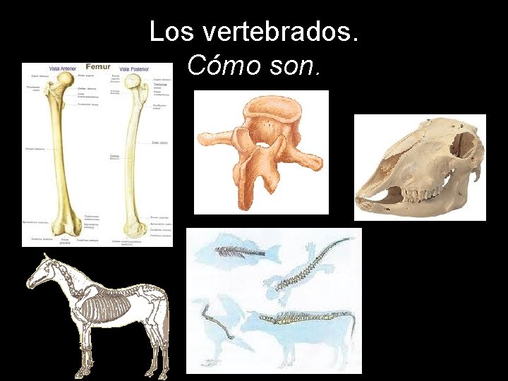 Los vertebrados. Cómo son. 