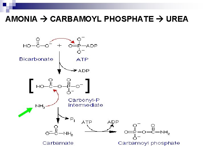 AMONIA CARBAMOYL PHOSPHATE UREA 