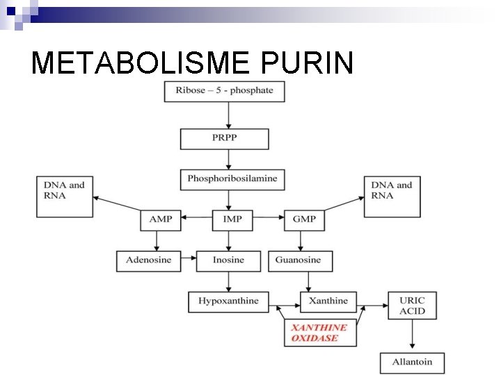 METABOLISME PURIN 