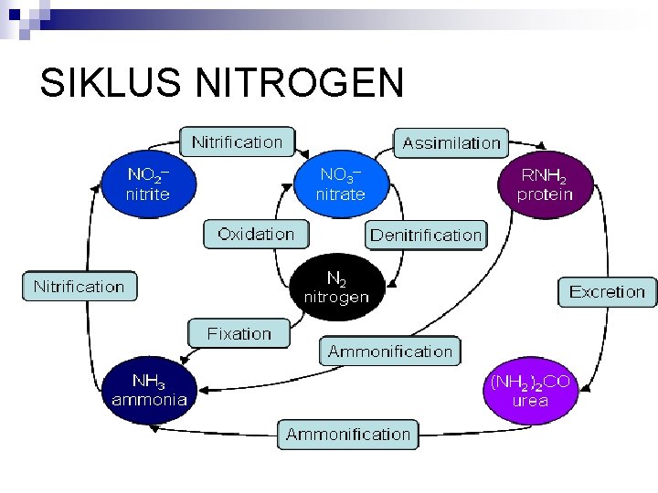 SIKLUS NITROGEN 
