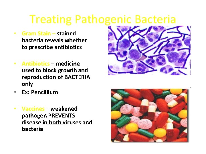 Treating Pathogenic Bacteria • Gram Stain – stained bacteria reveals whether to prescribe antibiotics Treating Pathogenic Bacteria • Gram Stain – stained bacteria reveals whether to prescribe antibiotics