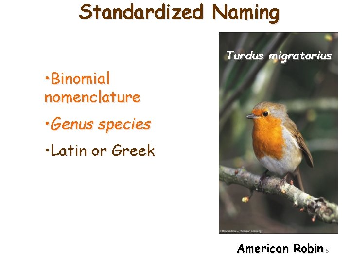 Standardized Naming Turdus migratorius • Binomial nomenclature • Genus species • Latin or Greek Standardized Naming Turdus migratorius • Binomial nomenclature • Genus species • Latin or Greek