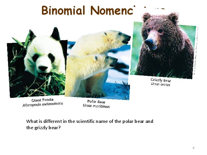Binomial Nomenclature What is different in the scientific name of the polar bear and Binomial Nomenclature What is different in the scientific name of the polar bear and